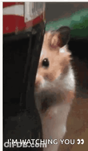 Hamster Peeking Out From Behind Person GIF