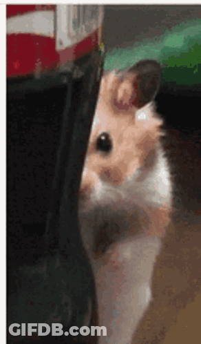 Hamster Peeking Out From Coke Bottle GIF
