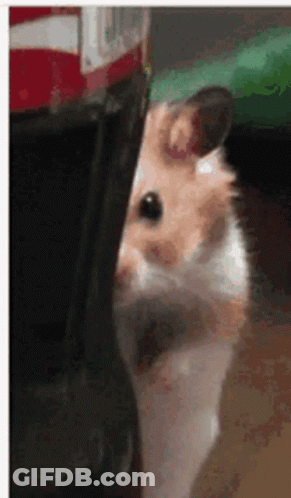 Hamster Peeking Out From Coke Bottle GIF