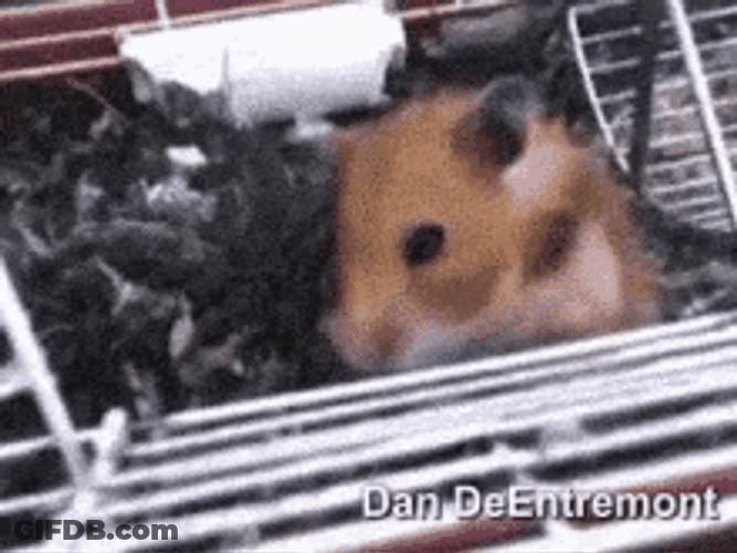 Hamster Pulling  Eyeball Out Of Its Mouth GIF