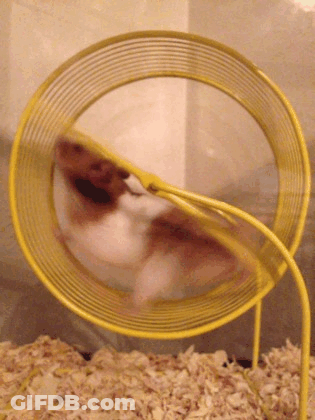Hamster Running In Yellow Wheel GIF