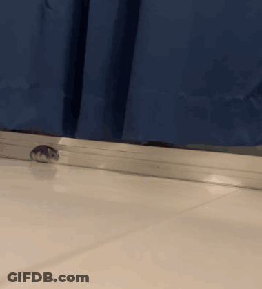 Hamster Running On Tiled Floor GIF
