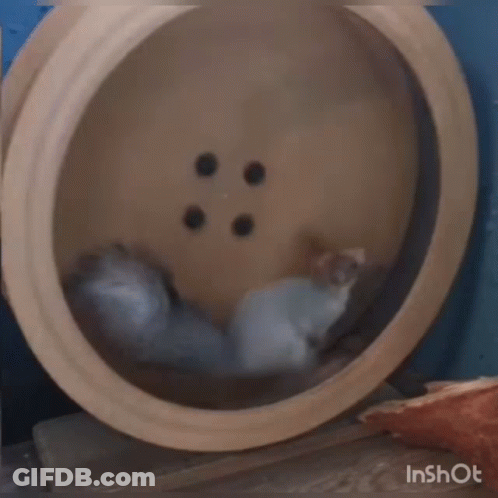 Hamster Running On Wooden Wheel GIF