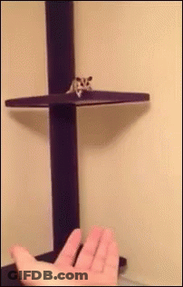 Hamster Running On Wooden Wheel With Holes GIF