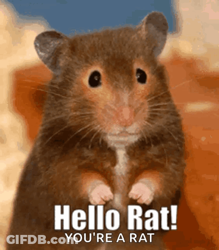 Hamster Saying Hello Rat You Are A Rat GIF