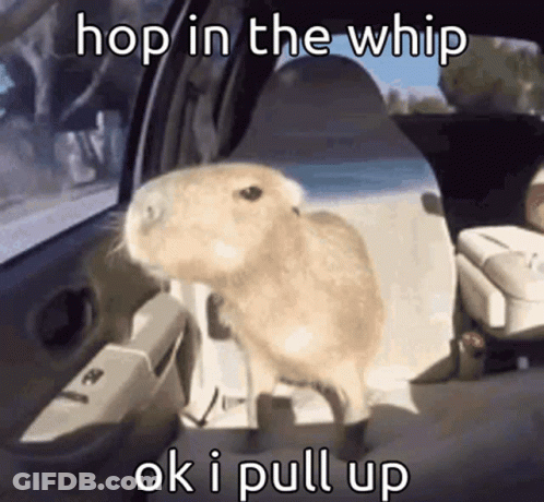 Hamster Saying Hop In The Whip GIF