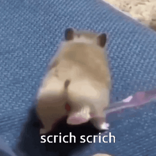 Hamster Scritch Scritch GIF