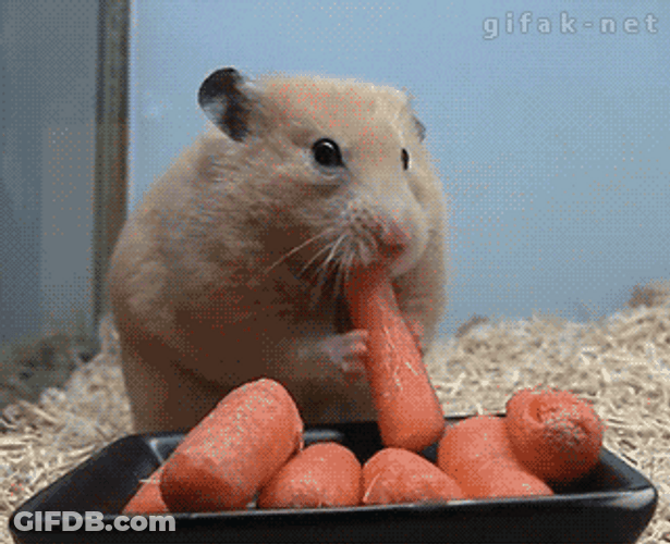 Hamster Shoving Carrots In Mouth Meme GIF