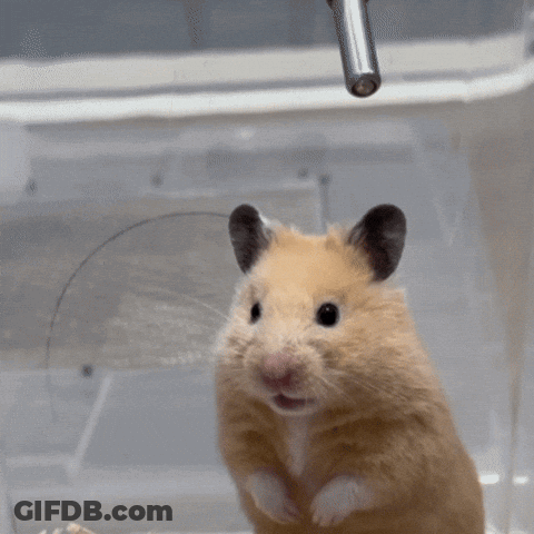 Hamster Sitting Eating Food GIF