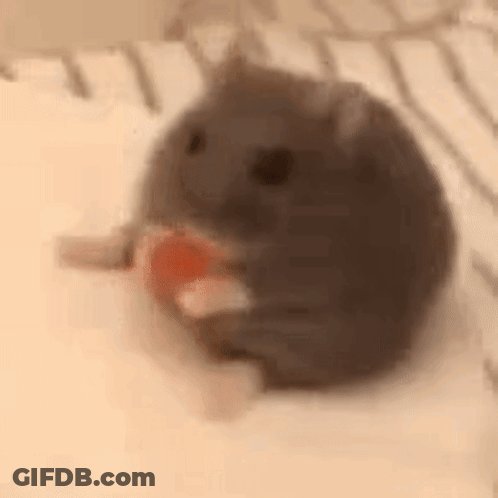 Hamster Sitting Eating Food GIF