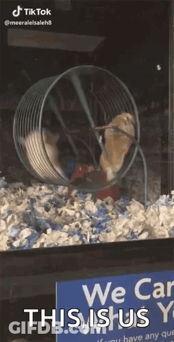 Hamster Sitting In Wheel With We Can Sign GIF