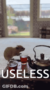 Hamster Sitting Next To Cup Of Tea GIF