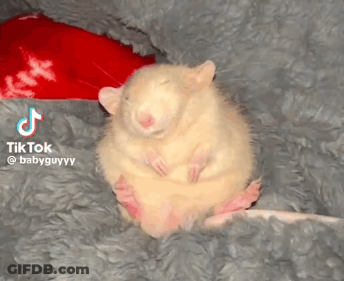 Hamster Sitting On Blanket GIF