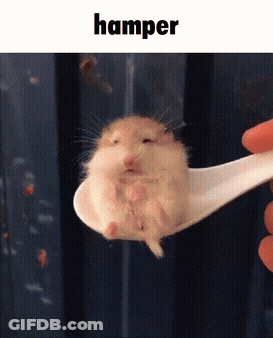 Hamster Sitting On Spoon GIF