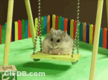 Hamster Sitting On Swing With Number 2 GIF