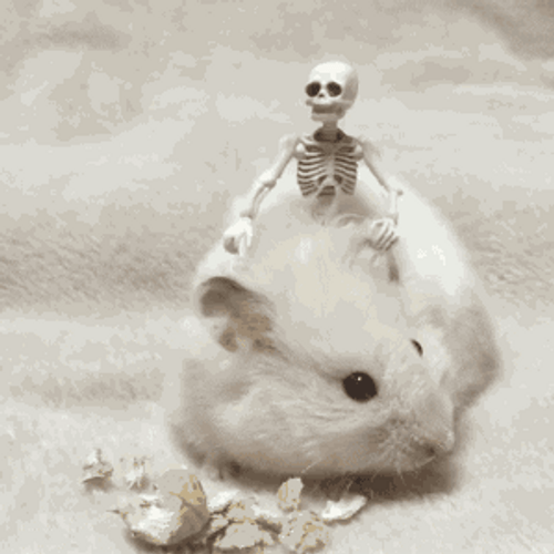 Hamster Skeleton RIde GIF