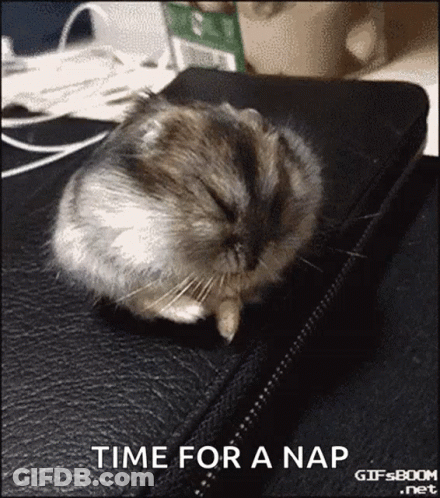 Hamster Sleeping Time For A Nap GIF