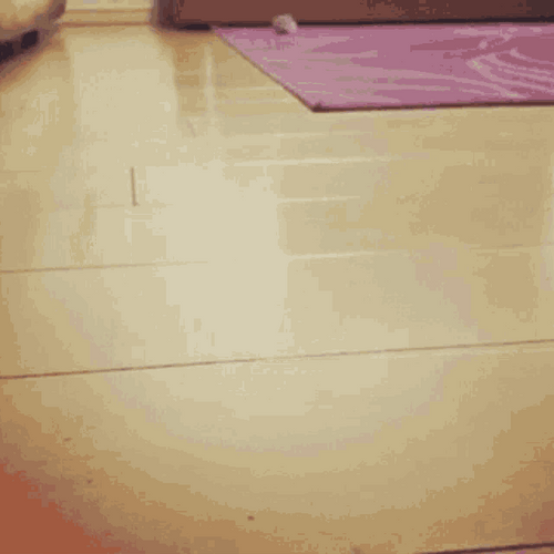 Hamster Slide Run GIF