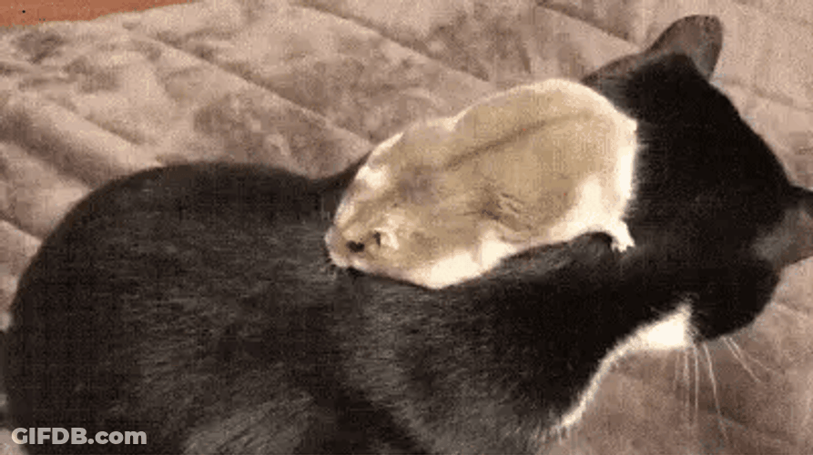 Hamster Sliding Down Cat's Back Meme GIF
