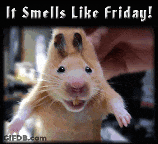 Hamster Smells Like Friday Meme GIF