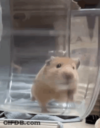 Hamster Standing In Cage GIF