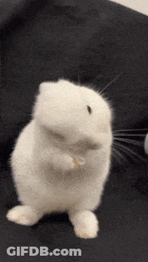 Hamster Standing On Couch GIF