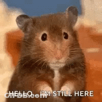 Hamster Standing On Hind Legs Looking At Camera GIF