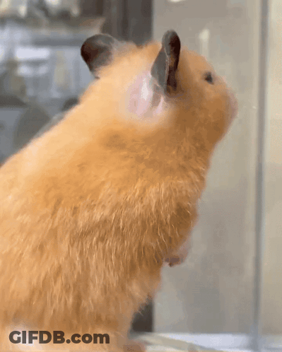 Hamster Standing On Hind Legs GIF