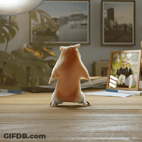 Hamster Study Table Shows Dance Moves Jumps Front GIF