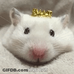 Hamster Wearing Crown GIF