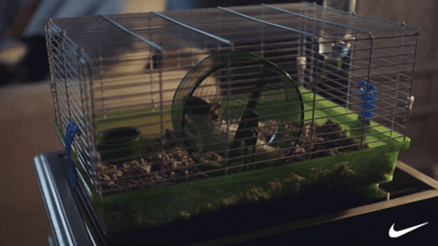Hamster Wheel Cardio Nike Ad GIF