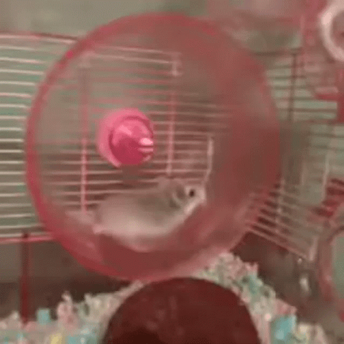 Hamster Wheel Fast Run Fail GIF