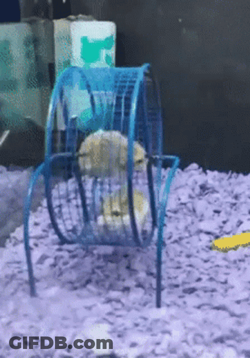 Hamster Wheel Funny Spin Fail GIF