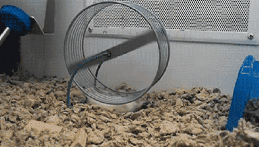Hamster Wheel Funny Under Spin GIF