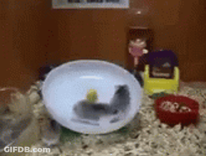 Hamster Wheel Play Circling Fail GIF