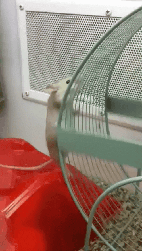 Hamster Wheel Running Cabin Fever GIF