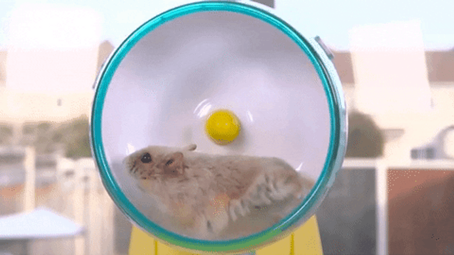 Hamster Wheel Running Pet Care GIF