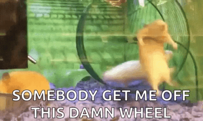 Hamster Wheel Somebody Get Me Off GIF