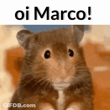 Hamster With Oi Marco GIF