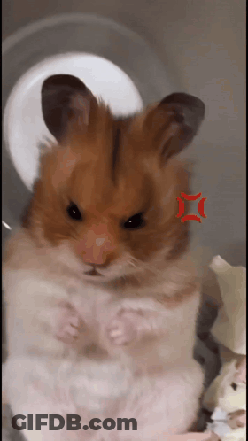 Hamster With Red Star Face GIF