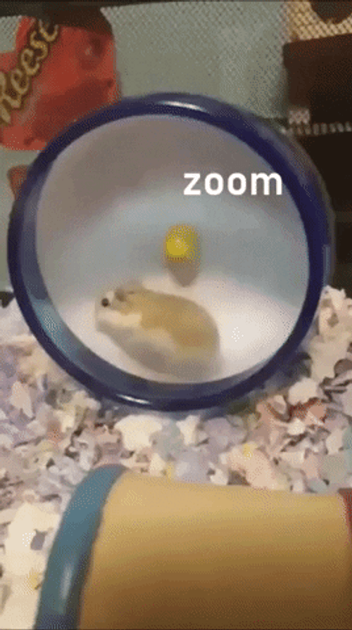 Hamster Zooming On Wheel GIF