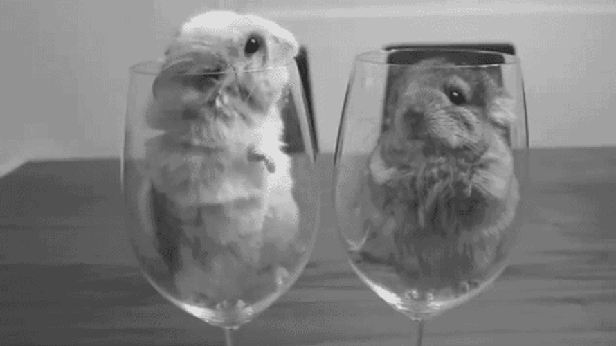 Hamsters In Glass Cute Smooch GIF