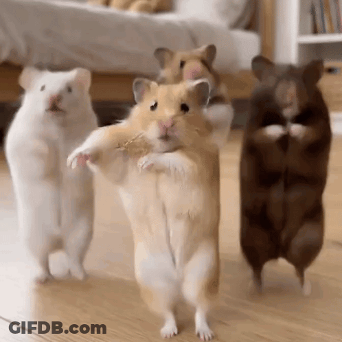 Hamsters Standing On Hind Legs GIF