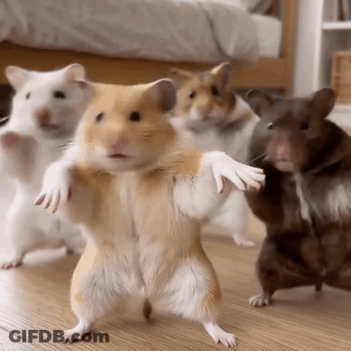 Hamsters Standing On Hind Legs GIF