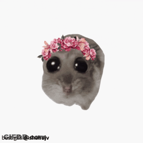 Hamstii Bi Eye Hamster GIF