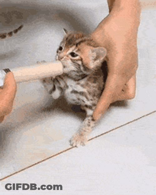 Hand Feeding Hungry Baby Kitty GIF