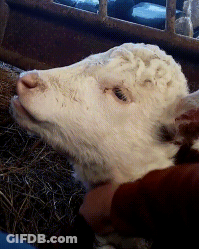 Hand Holding Cow Head GIF