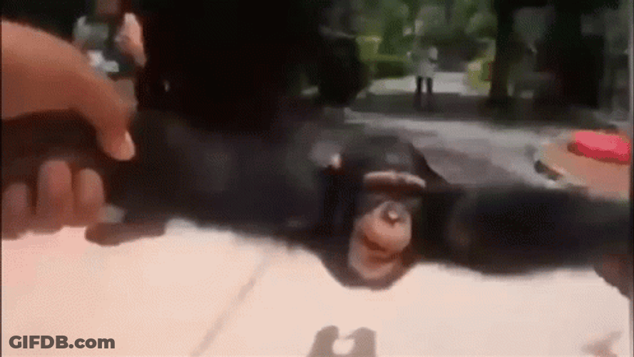 Hand Holding Monkey Spinning GIF