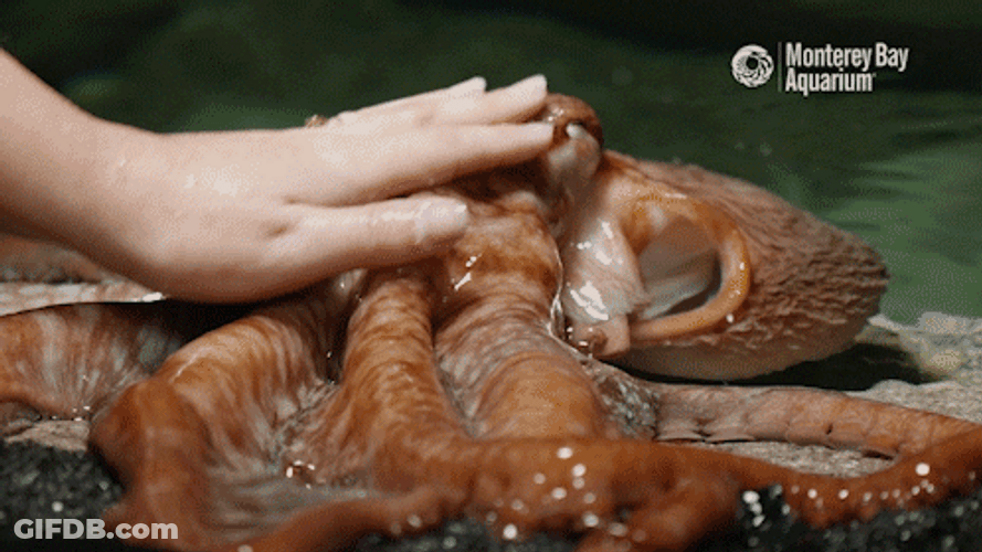 Hand Petting An Octopus GIF