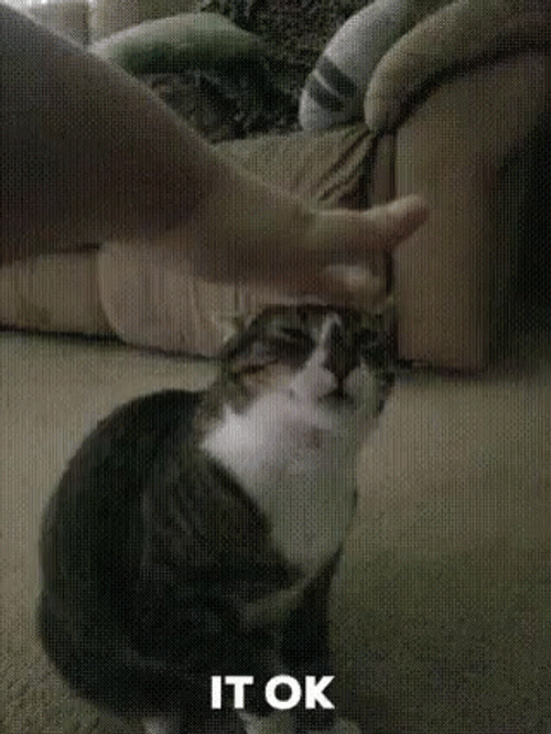 Hand Petting Cat Head Its Ok GIF
